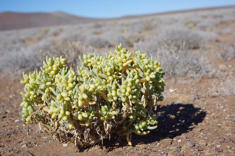 0 Bedroom Property for Sale in Calvinia Rural Northern Cape